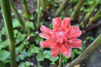 粉红火炬姜花