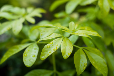 雨点落在谢夫勒叶上