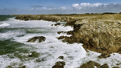 野生基伯龙