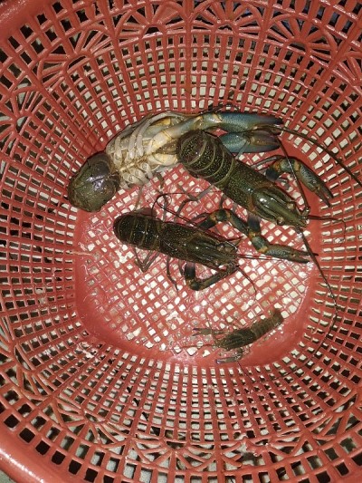 小龙虾虾