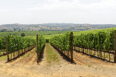 近海岸沼泽地(Tuscany),葡萄园
