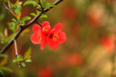 木瓜的花