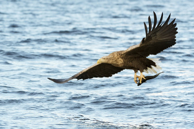 白尾海鹰(Haliaeetus albicilla)