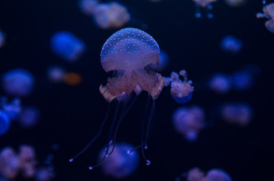 小水母