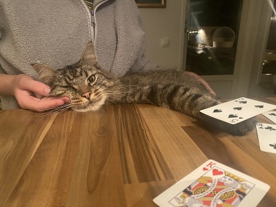 猫