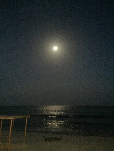 Akumal，墨西哥夏夜/棕榈树和月亮。