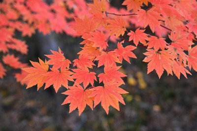 宏碁日本血吸虫