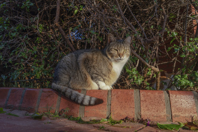 街头的猫。