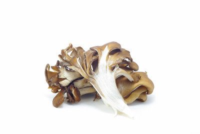 Grifola frondosa