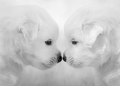 混种白色幼犬在浅灰色背景。