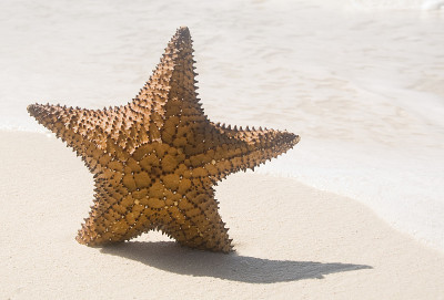 白沙滩上的海星