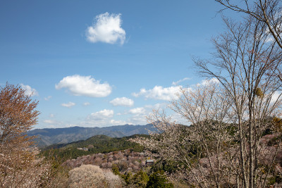 吉野山的樱花