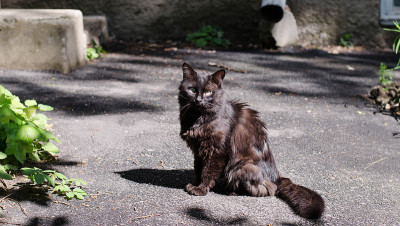院子里的猫坐在街上。街猫。