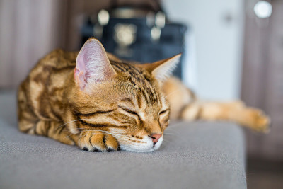 一只孟加拉猫在沙发上睡觉