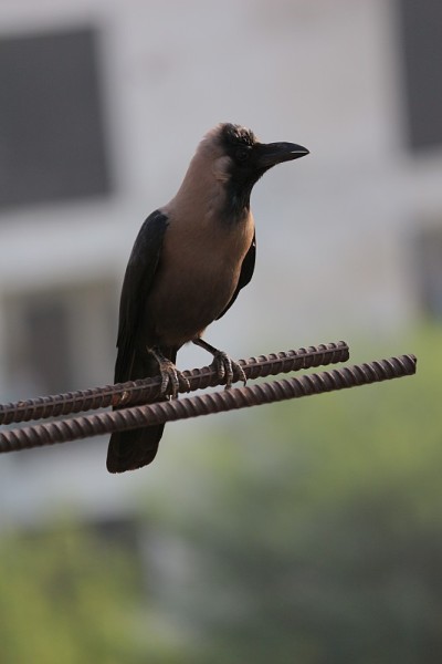 房子乌鸦