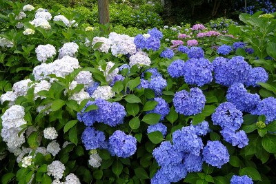 绣球花，宇次，日本京都