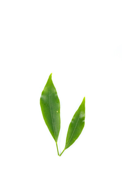 叶可食用的茎藤靠近