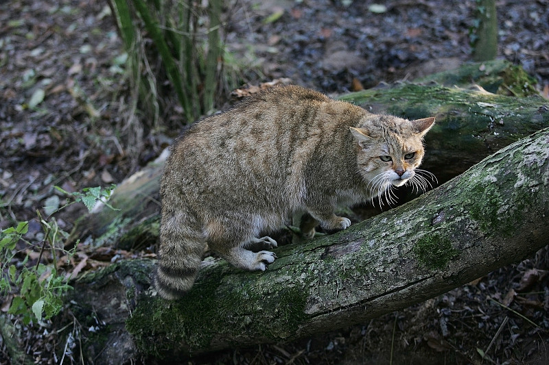 欧洲野猫，成虫在枝上