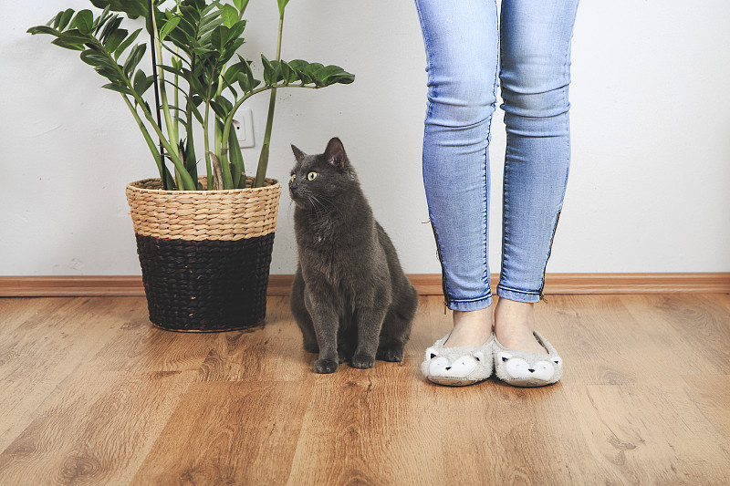 可爱的小猫和她的妈妈