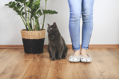 可爱的小猫和她的妈妈