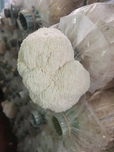 猴头菇(猴头菇、鬃菇、鬃刺猬菇、绒球菇、狮鬃菇)