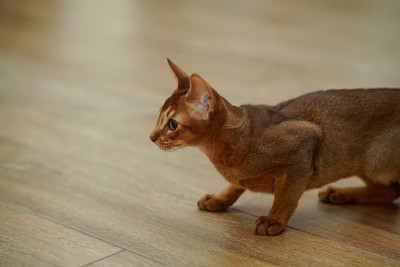 一只追赶老鼠的阿比西尼亚猫