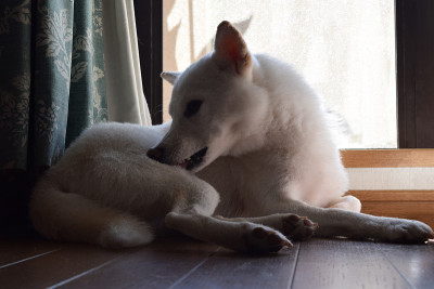 一只白色的狗(柴犬)正在梳理自己