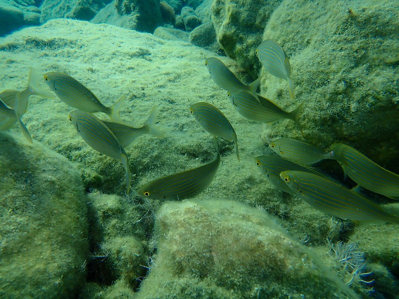 Salema或Salema porgy，牛鲷，金线鱼，梦想鱼(salpa salpa)海底