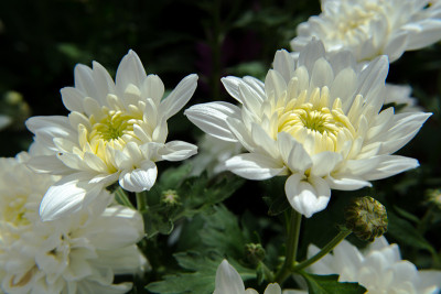 花