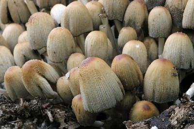 近距离观察闪闪发光的墨水瓶蘑菇