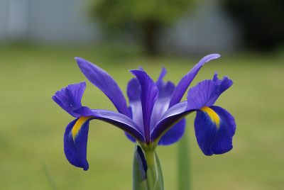 虹膜花