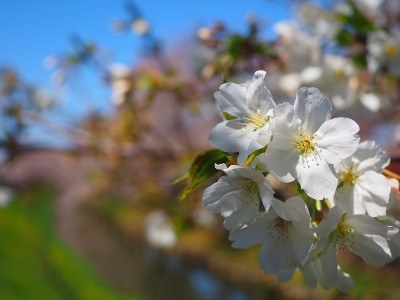 樱花，日本埼玉县川越神社附近的新石川河上的樱花