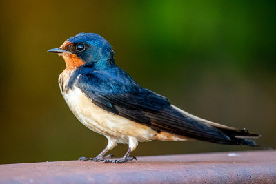 Barn Swallow