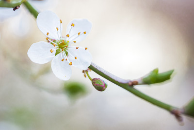 白花的特写