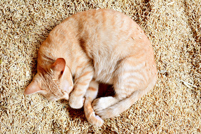 猫