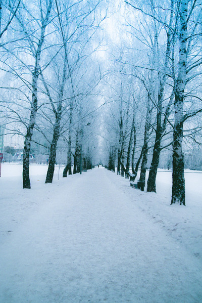早....冬天。俄罗斯。莫斯科。雪。森林或公园。的概念。