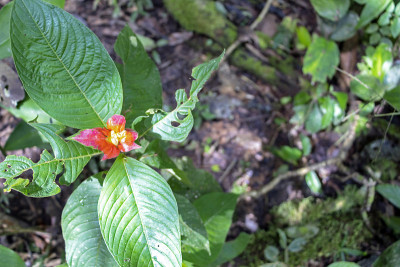 模糊的自然背景与红色的热带花:热唇花，精神tria poeppigiana