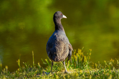 Coot - fulica atra