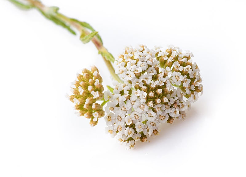 药用野生草本蓍草(Achillea millefolilium)。开花期间的植物，特写