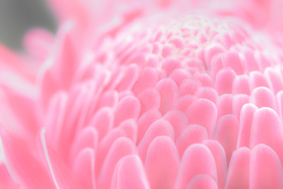 粉红色的花瓣，柔软的焦点