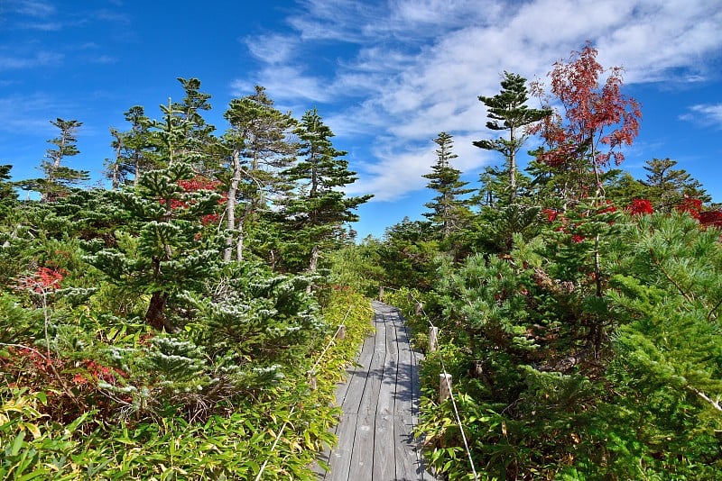 日本长野御岳山山脚的一种针叶树