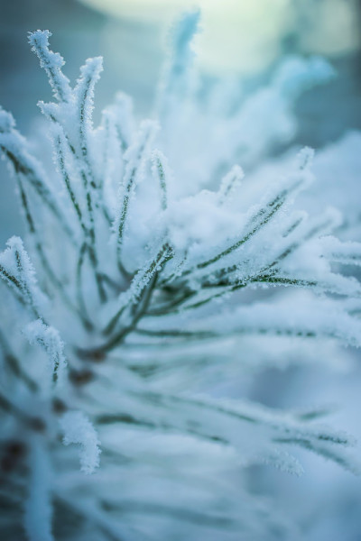 雪中的冷杉枝