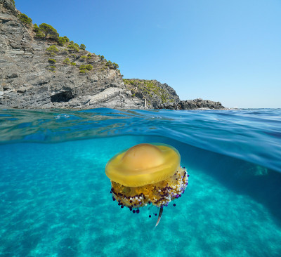 地中海海蜇在水下