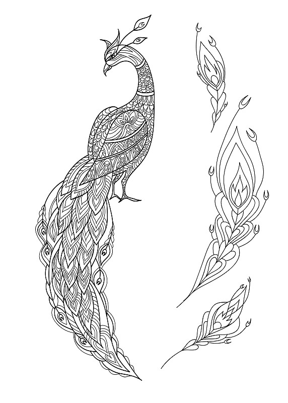 孔雀鸟