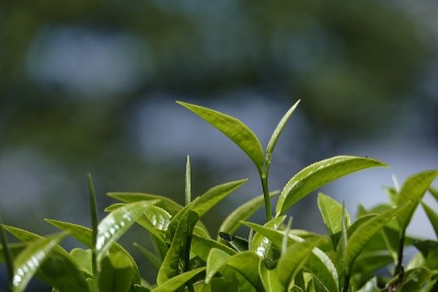 高原的绿茶嫩芽和嫩叶