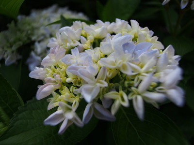 绣球花