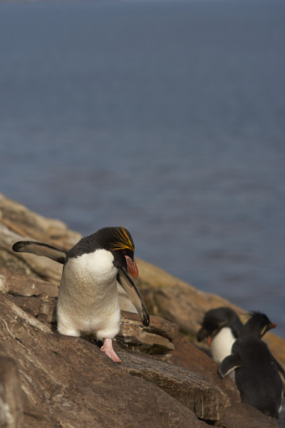 企鹅马卡罗尼(Eudyptes chrysolophus)