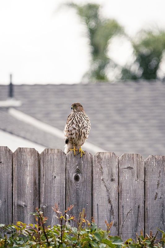 木栅栏上的cooper Hawk