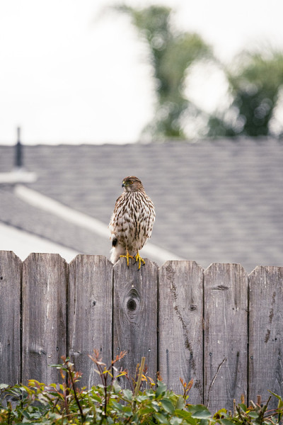 木栅栏上的cooper Hawk