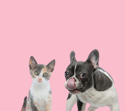 metis猫和法国斗牛犬舔鼻子的团队
